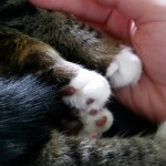 Sweet Moxie paws